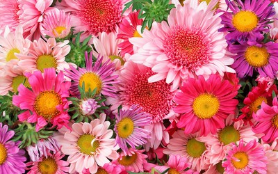 Flowers posters