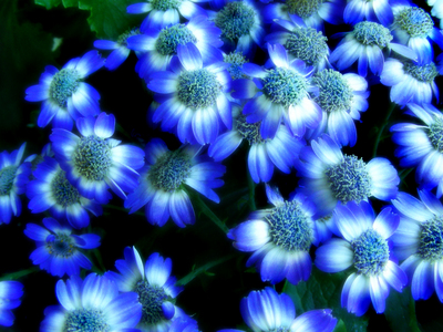Flowers posters