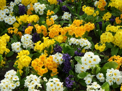 Flowers posters