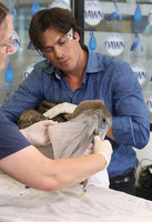 Ian Somerhalder mug #G1251444
