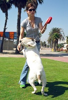 Jessica Biel tote bag #G388414