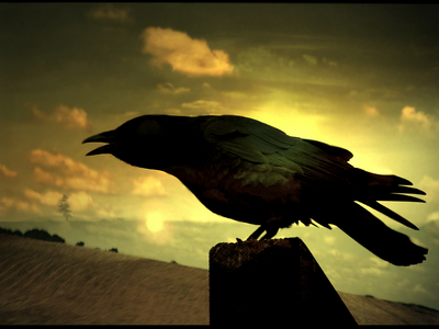 Raven posters