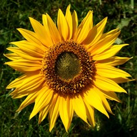 Sunflower hoodie #1944594