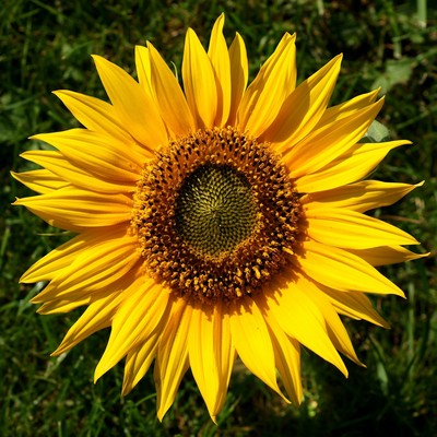 Sunflower puzzle 1944594