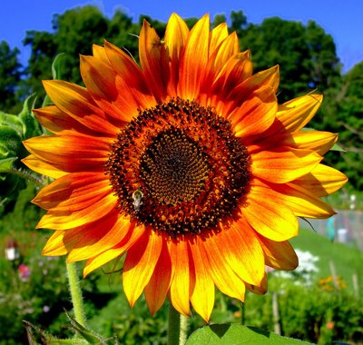 Sunflower puzzle