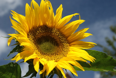 Sunflower mug