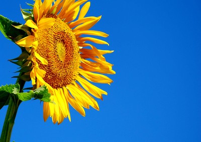 Sunflower calendar